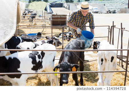 Male farm worker giving water to calves Male farm worker giving water to calves 114394728
