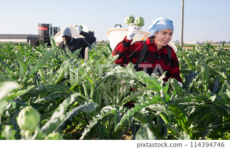 Woman harvesting ripe artichoke buds in basket Woman harvesting ripe artichoke buds in basket 114394746