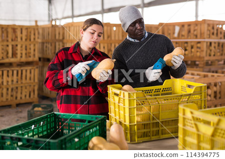 Two workers cleaning pumpkins at farm warehouse Two workers cleaning pumpkins at farm warehouse 114394775