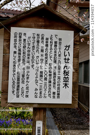 Shinjo Village Gaisen Sakura Gaisen Sakura Tree Line Explanation Sign Shinjo Village Gaisen Sakura Gaisen Sakura Tree Line Explanation Sign 114394857