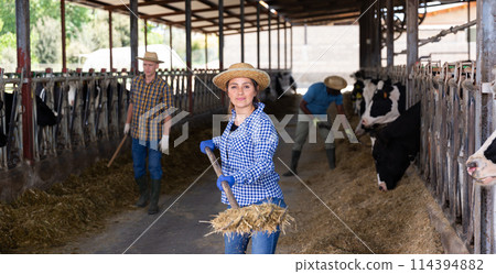 Female farmer working in stall, feeding cows 114394882