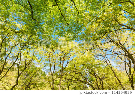 A refreshing season: fresh greenery 114394939