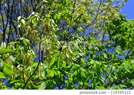 Mizunara flowers blooming in the sunlight, dangling from the branches Mizunara flowers blooming in the sunlight, dangling from the branches 114395122