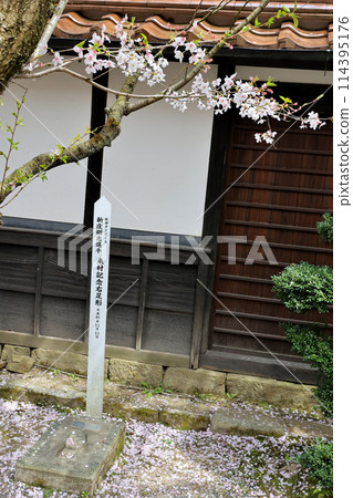 新莊村、外山櫻花、外山櫻花樹、阪神虎隊、新莊剛球員、木村紀念右腳印 新莊村、外山櫻花、外山櫻花樹、阪神虎隊、新莊剛球員、木村紀念右腳印 114395176