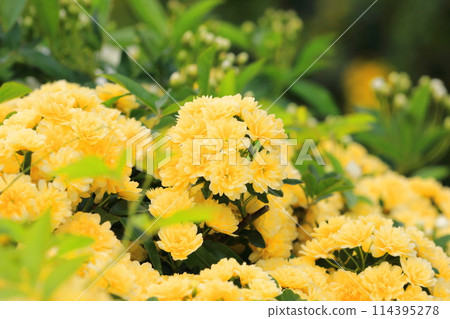 盛開的木玫瑰（木口原） 114395278