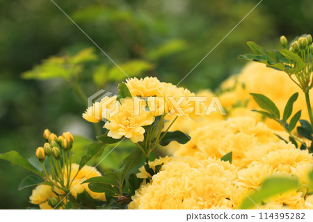 Banksweet rose in full bloom Banksweet rose in full bloom 114395282