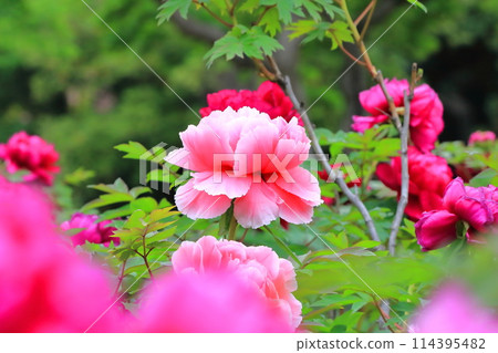 Nishiarai Daishi Peony Garden (Nishiarai, Adachi Ward) 114395482