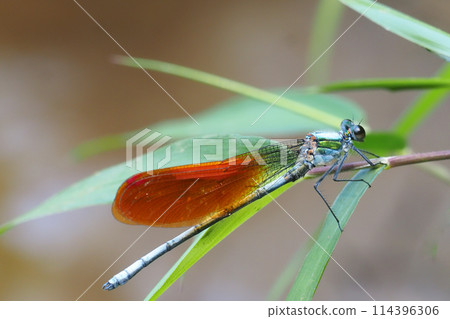 Kawatombo' (male, orange wing type) 114396306