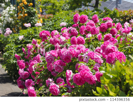 Hiroo Disaster Prevention Park (Ichikawa City) Flower Square (Rose Garden) 114396356