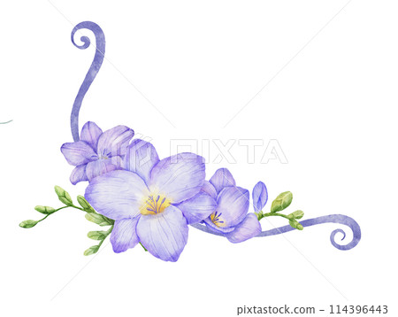 Watercolor corner with violet freesia flower. Hand drawn floral frame 114396443