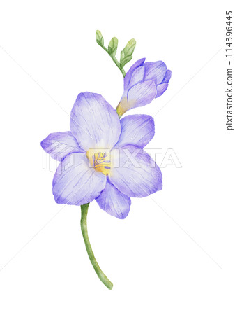 Watercolor freesia violet flower bud. Hand drawn color drawing Watercolor freesia violet flower bud. Hand drawn color drawing 114396445