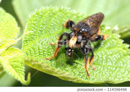 A giant fly preying on an insect 114396496