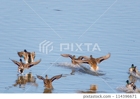 一群美麗的斑嘴鴨（Antidae）在飛行。位於日本栃木縣栃木市渡良瀨水庫。根據拉姆薩爾公約註冊。 114396671