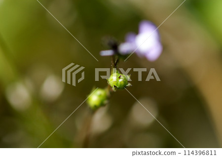 Matsuba sea orchid fruit 114396811