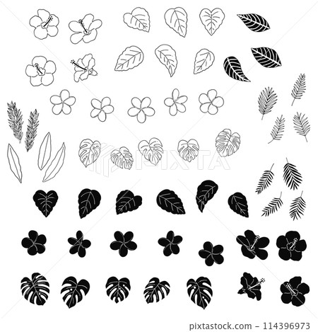 Hand-drawn line drawing illustration of tropical plants 114396973