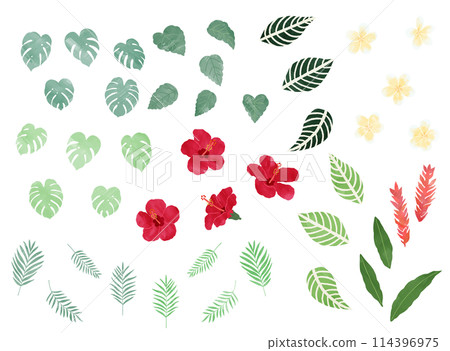 水彩風格_熱帶花葉插畫素材 114396975