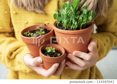 Littlr Girl Holding Three Potted Plants Littlr Girl Holding Three Potted Plants 114397041