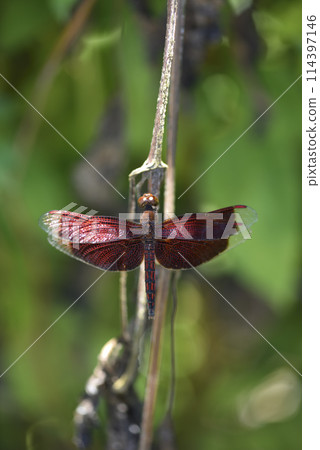 紅色蜻蜓在樹枝上棲息 114397146