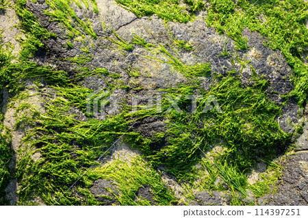 Seaweed plants growing on rocks, close up. Seaweed plants growing on rocks, close up. 114397251