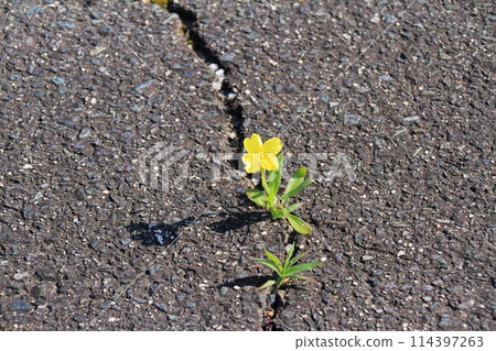 A lovely yellow flower blooming in a crack in the asphalt A lovely yellow flower blooming in a crack in the asphalt 114397263