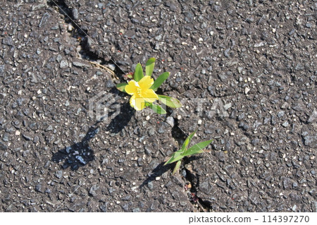 A lovely yellow flower blooming in a crack in the asphalt 114397270
