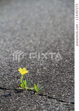 瀝青裂縫中盛開的可愛黃花 瀝青裂縫中盛開的可愛黃花 114397273