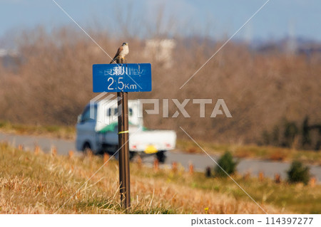 A beautiful kestrel (Falconidae) soaring to hunt at the Watarase Reservoir, Tochigi City, Tochigi Prefecture, Japan. A beautiful kestrel (Falconidae) soaring to hunt at the Watarase Reservoir, Tochigi City, Tochigi Prefecture, Japan. 114397277