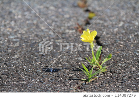 A lovely yellow flower blooming in a crack in the asphalt A lovely yellow flower blooming in a crack in the asphalt 114397279