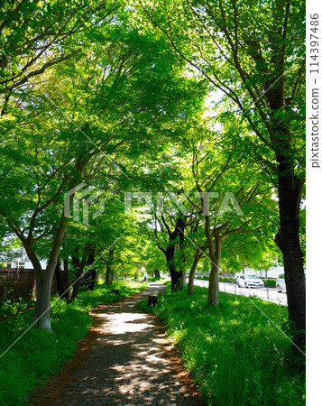埼玉縣新座綠道 114397486