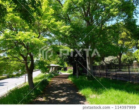 Saitama Niiza green road of fresh green Saitama Niiza green road of fresh green 114397999