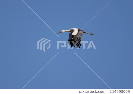 美麗而巨大的飛鸛（鸛科）。位於日本栃木縣栃木市渡良瀨水庫。拉姆薩爾文章 114398009