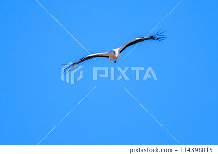 A beautiful and large flying stork (Ciconiaceae family). Watarase Reservoir, Tochigi City, Tochigi Prefecture, Japan. 114398015