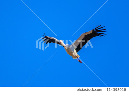 美麗而巨大的飛鸛（鸛科）。位於日本栃木縣栃木市渡良瀨水庫。拉姆薩爾文章 114398016