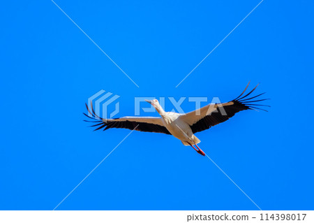 美麗而巨大的飛鸛（鸛科）。位於日本栃木縣栃木市渡良瀨水庫。拉姆薩爾文章 114398017