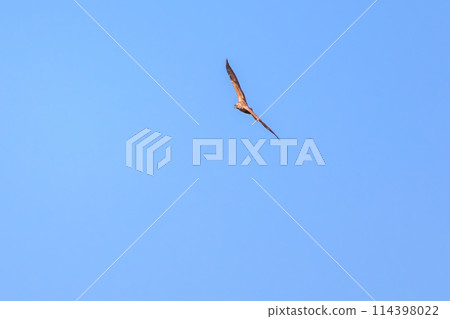 A beautiful Marsh Harrier (Accipitridae) flying for a hunt. Watarase Reservoir, Tochigi City, Tochigi Prefecture, Japan. Ramsar Convention A beautiful Marsh Harrier (Accipitridae) flying for a hunt. Watarase Reservoir, Tochigi City, Tochigi Prefecture, Japan. Ramsar Convention 114398022