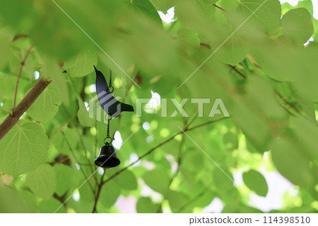 Katsura tree, fresh green leaves, beautiful heart-shaped leaves, bird wind chimes that make you feel the early summer, green background Katsura tree, fresh green leaves, beautiful heart-shaped leaves, bird wind chimes that make you feel the early summer, green background 114398510