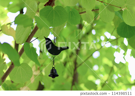 Katsura tree, fresh green leaves, beautiful heart-shaped leaves, bird wind chimes that make you feel the early summer, green background 114398511