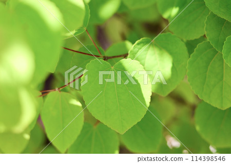 Katsura tree, fresh green leaves, beautiful heart-shaped leaves, sunlight filtering through the trees to give a feeling of early summer, green background 114398546
