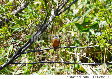 翠鳥棲息在樹枝上 114398584