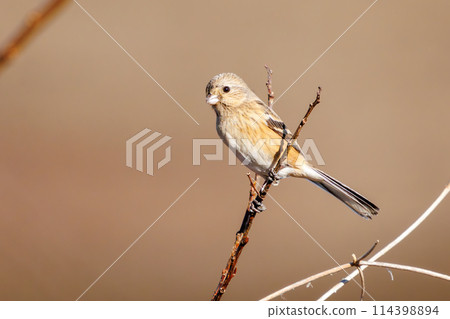 可愛的蝸牛（Atriidae）。位於日本栃木縣栃木市渡良瀨水庫。根據拉姆薩爾公約註冊。 2024年 114398894