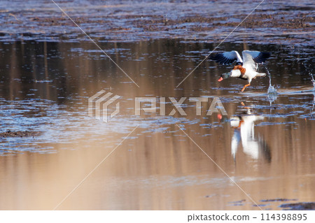 美麗而大型的飛鴨（雁科）。位於日本栃木縣栃木市渡良瀨水庫。拉姆薩爾公約註冊 114398895