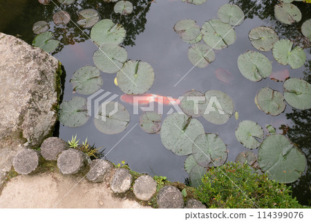 Carp swimming 114399076