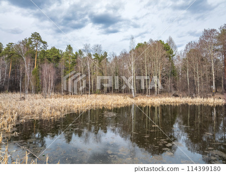 Thickets of dry reeds near the lake in spring or autumn. Thickets of dry reeds near the lake in spring or autumn. 114399180