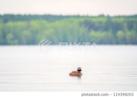 Horned grebe swimming in the lake Horned grebe swimming in the lake 114399203