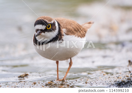 Little ringed plover (Charadrius dubius), bird standing on the lake shore Little ringed plover (Charadrius dubius), bird standing on the lake shore 114399210