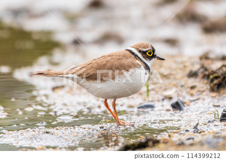 Little ringed plover (Charadrius dubius), bird standing on the lake shore 114399212