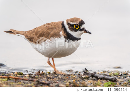 Little ringed plover (Charadrius dubius), bird standing on the lake shore Little ringed plover (Charadrius dubius), bird standing on the lake shore 114399214