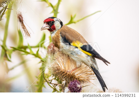 European goldfinch, feeding on the seeds of thistles. Carduelis carduelis. European goldfinch, feeding on the seeds of thistles. Carduelis carduelis. 114399231