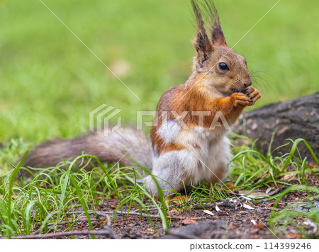 Close-up Portrait of Squirrel. Squirrel eats a nut while sitting in green grass. 114399246