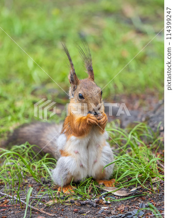 Squirrel eats a nut while sitting in green grass. Eurasian red squirrel, Sciurus vulgaris Squirrel eats a nut while sitting in green grass. Eurasian red squirrel, Sciurus vulgaris 114399247